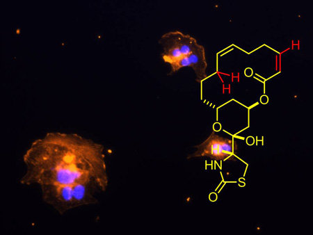 Total Synthesis and Evaluation of Natural Products