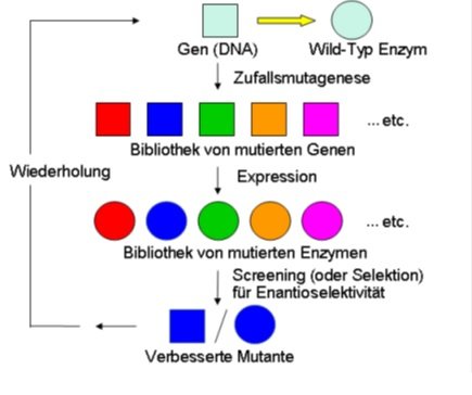 Gerichtete Evolution von Enzymen als Katalysatoren in der Synthetischen Organischen Chemie